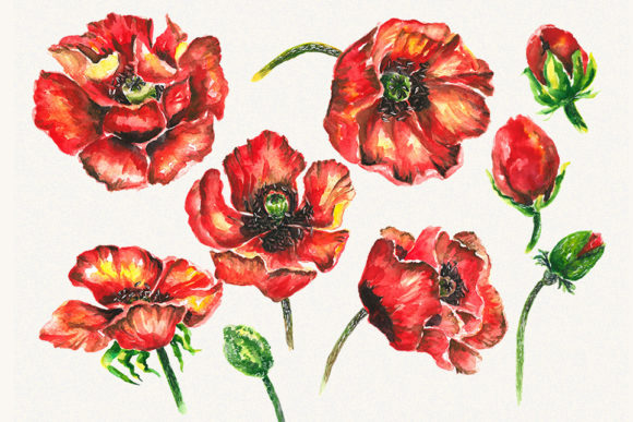 Poppy Clipart and Poppy Flower Clipart for Creative Projects